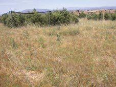 La creación de islotes forestales en tierras de cultivo